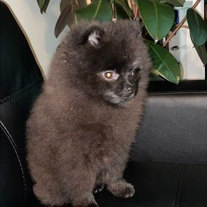 Meet your Posher, Dan